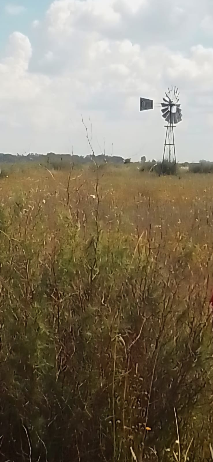 0 Bedroom Property for Sale in Koppies Free State